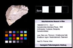 Foto (Objekt + Etiketten) von Goniodromites bidentatus (Reuss, 1858) 